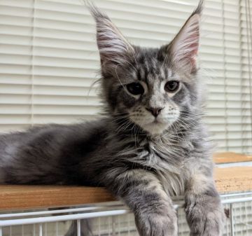 メインクーン【千葉県・男の子・2021年7月4日・ブルータビー】の写真「とっても元気な男の子！　※お値下げいたしました」