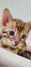 ベンガル【千葉県・男の子・2020年3月6日・】の写真1「ぱっちりお目め💛」