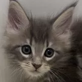 メインクーン【千葉県・男の子・2023年10月21日・ブルークラシックタビー】の写真1「2023年 12月20日」