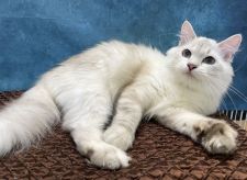 サイベリアン【・女の子・2020年10月10日・ブルーシルバーリンクスポイント&ホワイト】「2022/7/27撮影」