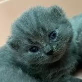 ブリティッシュショートヘア【千葉県・男の子・2024年7月19日・ブルー】の写真2「赤ちゃん！」