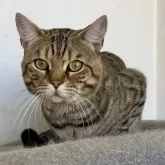 ベンガル【千葉県・男の子・2022年7月17日・ブラウンスポッテッドタビー】の写真2「2023年12月19日撮影」