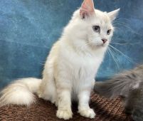 サイベリアン【・女の子・2020年10月10日・ブルーシルバーリンクスポイント&ホワイト】「2022/7/27撮影」