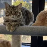 ベンガル【千葉県・男の子・2022年7月17日・ブラウンスポッテッドタビー】の写真3「お友達猫たちと、キャットタワーでのんびり☆2023年10月20日撮影」