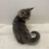 メインクーン【千葉県・男の子・2023年10月21日・ブルークラシックタビー】の写真3「2023年 12月20日」