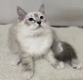 サイベリアン【千葉県・女の子・2023年6月30日・ブルーリンクスポイント&ホワイト】の写真4「2023年11月10日」