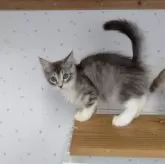 サイベリアン【千葉県・女の子・2023年10月15日・シルバータビー&ホワイト】の写真5「2024年1月24日撮影」