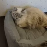 サイベリアン【千葉県・女の子・2023年6月30日・ブルーリンクスポイント&ホワイト】の写真5「2024年1月29日　撮影」