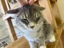 サイベリアン【千葉県・女の子・2025年3月17日・ブルータビ―アンドホワイト】の写真3「人懐っこいサイベリアンちゃん！ヨシヨシ〜💕」