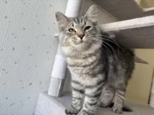 サイベリアン【千葉県・男の子・2025年3月18日・ブルーシルバータビー】の写真5