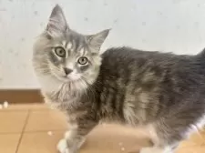 サイベリアン【千葉県・男の子・2025年3月17日・ブルータビ―アンドホワイト】の写真10