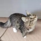 サイベリアン【千葉県・男の子・2025年3月17日・ブラウンタビー&ホワイト】の写真2