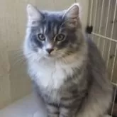 サイベリアン【千葉県・女の子・2025年3月17日・ブルータビ―アンドホワイト】の写真2