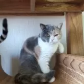 ブリティッシュショートヘア【千葉県・女の子・2025年3月21日・ブルートーティ】の写真2