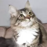 サイベリアン【千葉県・男の子・2025年3月17日・ブラウンタビー&ホワイト】の写真11