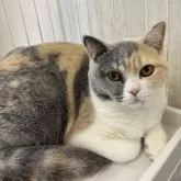 ブリティッシュショートヘア【千葉県・女の子・2025年3月21日・ブルートーティ】の写真12「ケージ慣れもしています！可愛らしい三毛猫ちゃん︎💕︎」