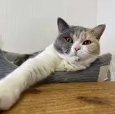 ブリティッシュショートヘア【千葉県・女の子・2025年3月21日・ブルートーティ】の写真13「可愛い〜︎💕︎」