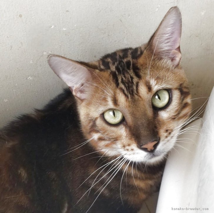 ブリーダー画像