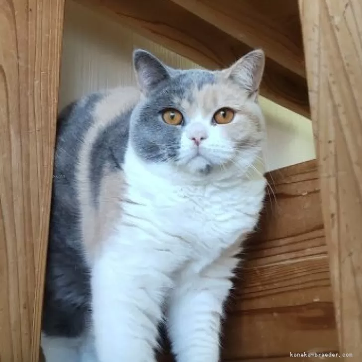 ブリティッシュショートヘア【千葉県・女の子・2025年3月21日・ブルートーティ】の写真1「まんまるふわふわの三毛猫ちゃん♡」