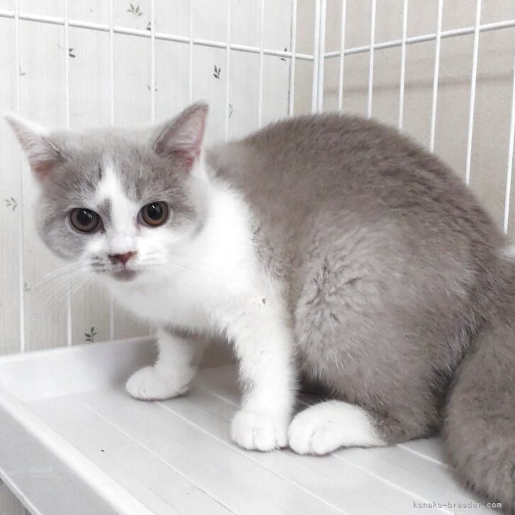 A.O 様のお迎えした子猫