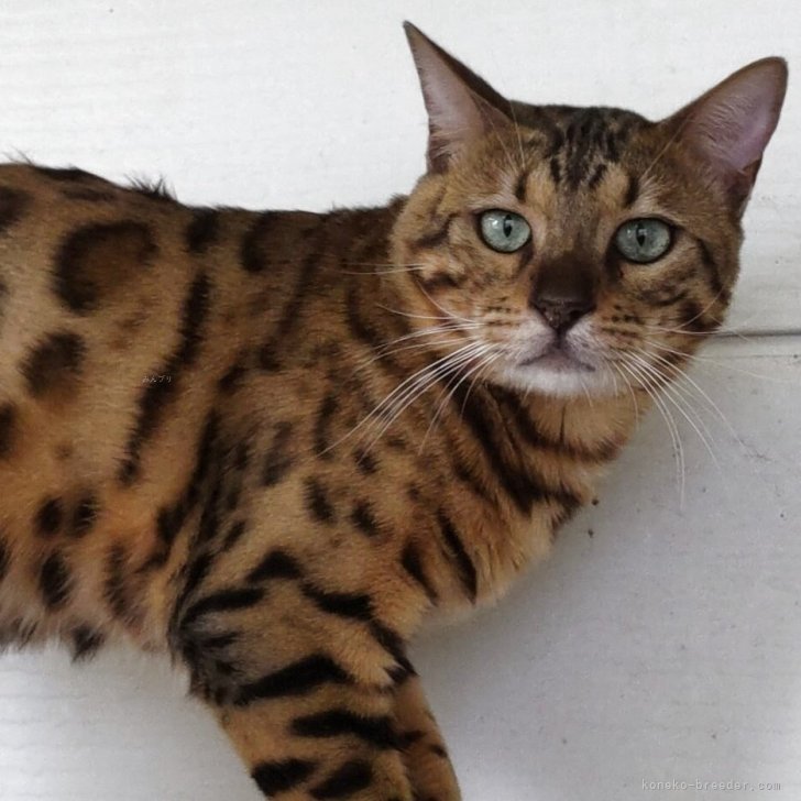 ブリーダー画像