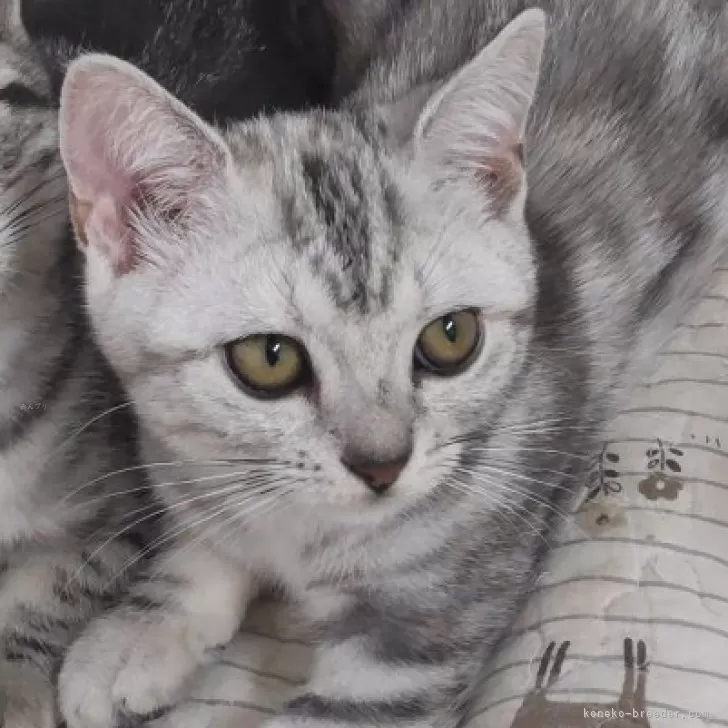 ID：2501-01435の子猫