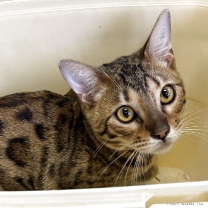 ブリーダー画像