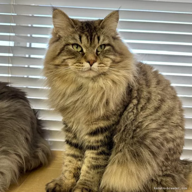 ID：2309-01169の子猫