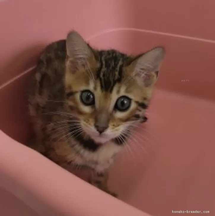 S.G 様のお迎えした子猫