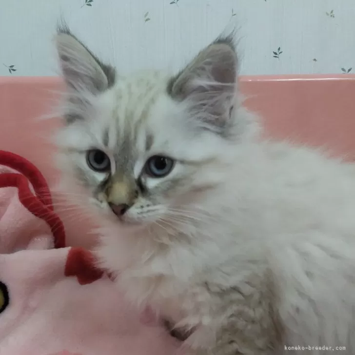ID:2412-00034の子猫