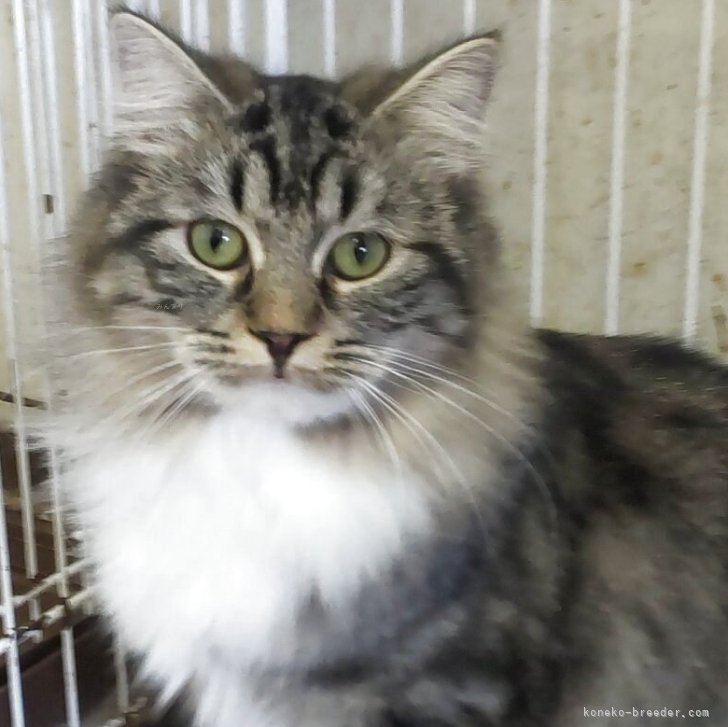 ブリーダー画像