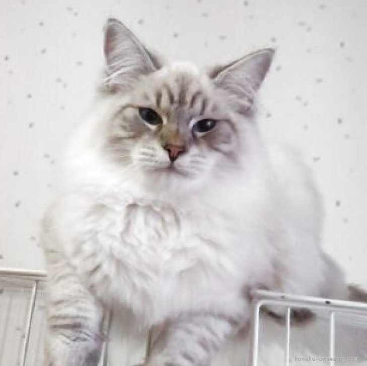 ブリーダー画像