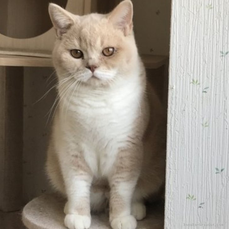 キャッツインザシティ(1) ブリティッシュショートヘア猫　100g銀バー　箱付き child_img_1_d14de05b42d1.jpg