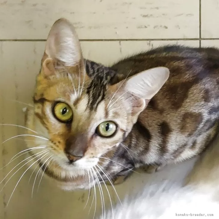 ベンガル【千葉県・女の子・2024年12月27日・ブラウンスポテッドタビー】の写真1「おめめぱっちり☆」