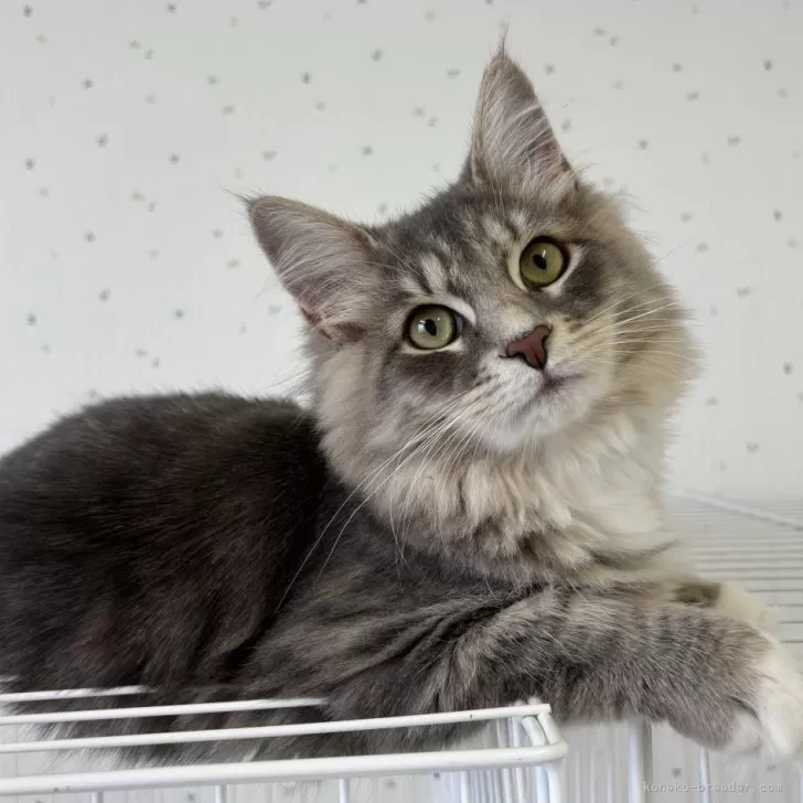 サイベリアン【千葉県・男の子・2025年3月17日・ブルータビ―アンドホワイト】の写真1「素敵なお顔！盛れてる🧡」