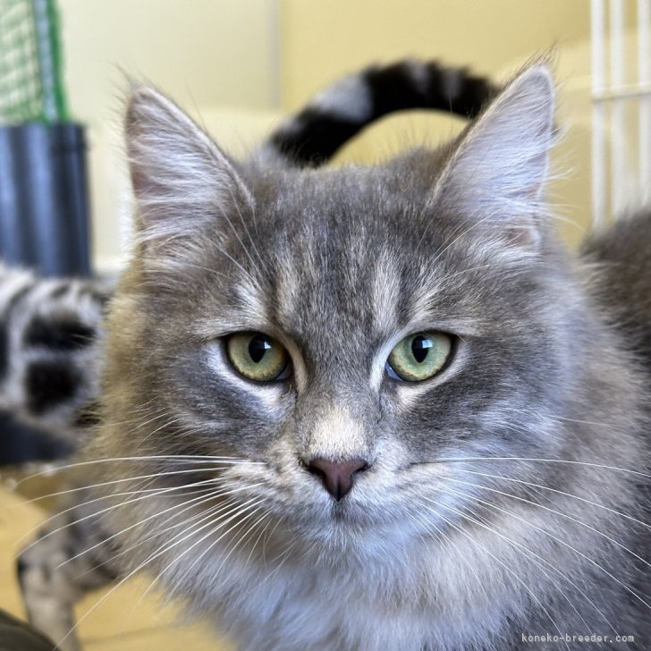 ブリーダー画像