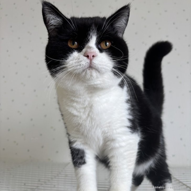 ブリーダー画像