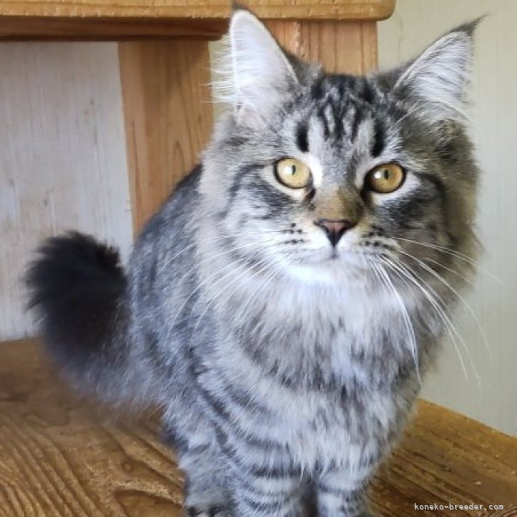 ブリーダー画像