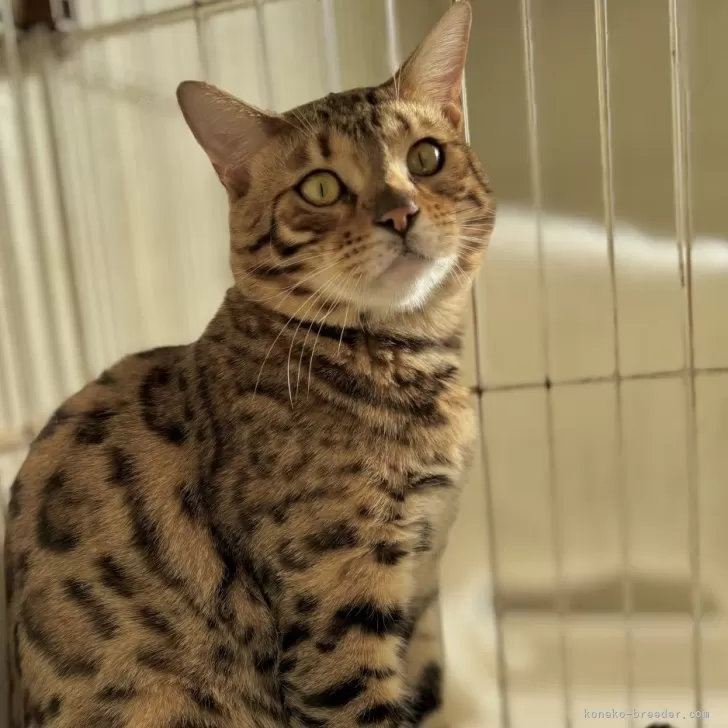 ベンガル【千葉県・男の子・2025年2月6日・ブラウンスポテッドタビー】の写真1「きりっとした瞳です！」