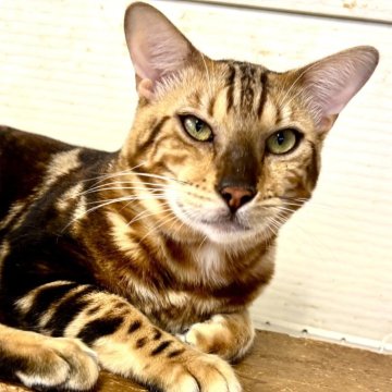 ベンガル【千葉県・男の子・2024年12月27日・ブラウンマーブルタビー（短毛）】の写真「珍しいマーブルのベンガルくん☆」