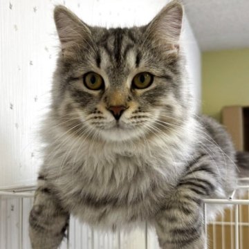 サイベリアン【千葉県・男の子・2025年3月18日・ブルーシルバータビー（長毛）】の写真「しっかりしたサイベリアン！」