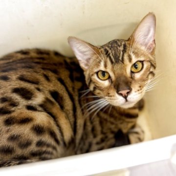 ベンガル【千葉県・男の子・2025年2月6日・ブラウンスポテッドタビー】の写真「可愛いベンガル君！」