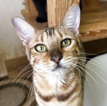 ベンガル【千葉県・女の子・2024年12月27日・ブラウンスポテッドタビー（短毛）】の写真「美人さん！ベンガルちゃん☆」