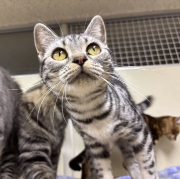 アメリカンショートヘア【千葉県・女の子・2024年11月12日・ブラックシルバータビー（短毛）】の写真「ゴロゴロとっても甘えん坊なアメショちゃん！」