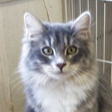 サイベリアン【千葉県・女の子・2025年3月17日・ブルータビ―アンドホワイト（長毛）】の写真「ふわふわのブルー＆ホワイトちゃん♡」