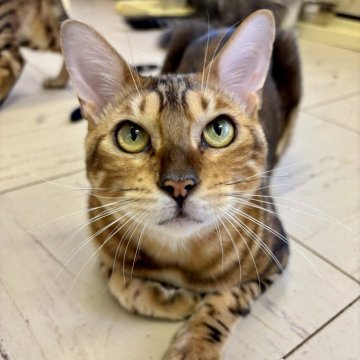 ベンガル【千葉県・男の子・2024年12月27日・ブラウンマーブルタビー（短毛）】の写真「甘えん坊のベンガルくん☆」