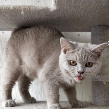 ブリティッシュショートヘア【千葉県・男の子・2025年2月6日・ライラック】の写真「とっても可愛いライラックのブリ君☆」