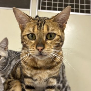 ベンガル【千葉県・女の子・2024年12月27日・ブラウンマーブルタビー（短毛）】の写真「美人さんのマーブル模様のベンガルちゃん☆」