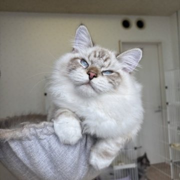 サイベリアン【千葉県・男の子・2025年3月14日・ポイントアンドホワイト（長毛）】の写真「ふわふわポイントのサイベ君！」