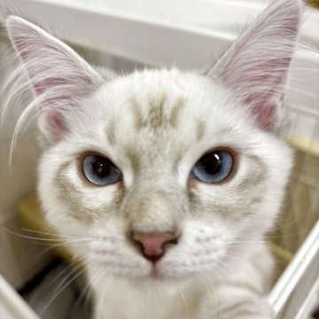 サイベリアン【千葉県・男の子・2025年3月14日・ポイント】の写真「ふわふわサイベ君！」